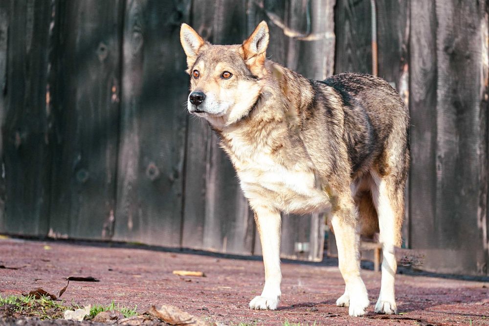 VISTO - starszy psiak błaga o dom