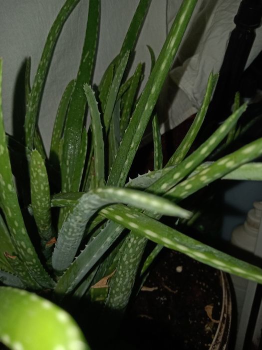 Продам, діток алое Вера.