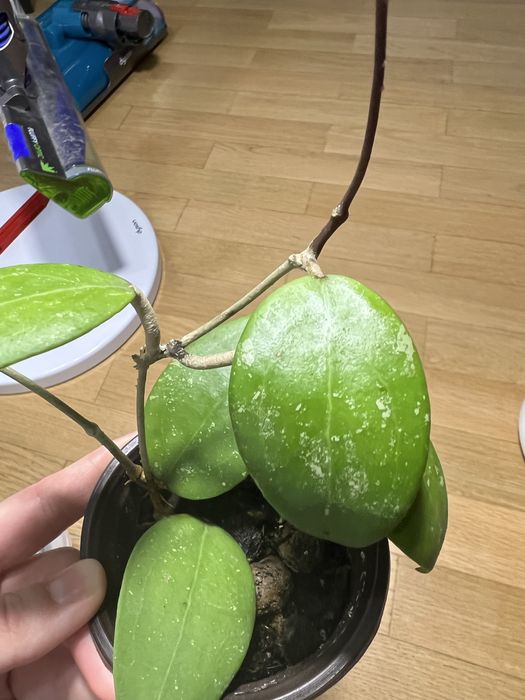 Hoya sp. 'Hat Som Paen'