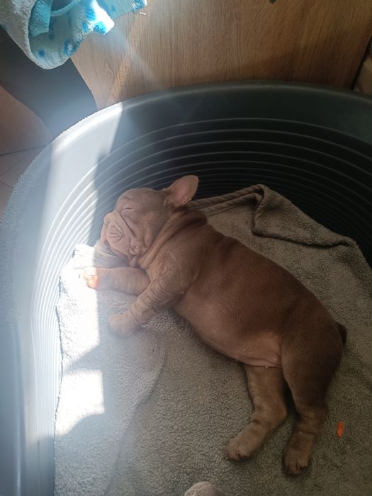 Дівчинка Мішель 3 місяці