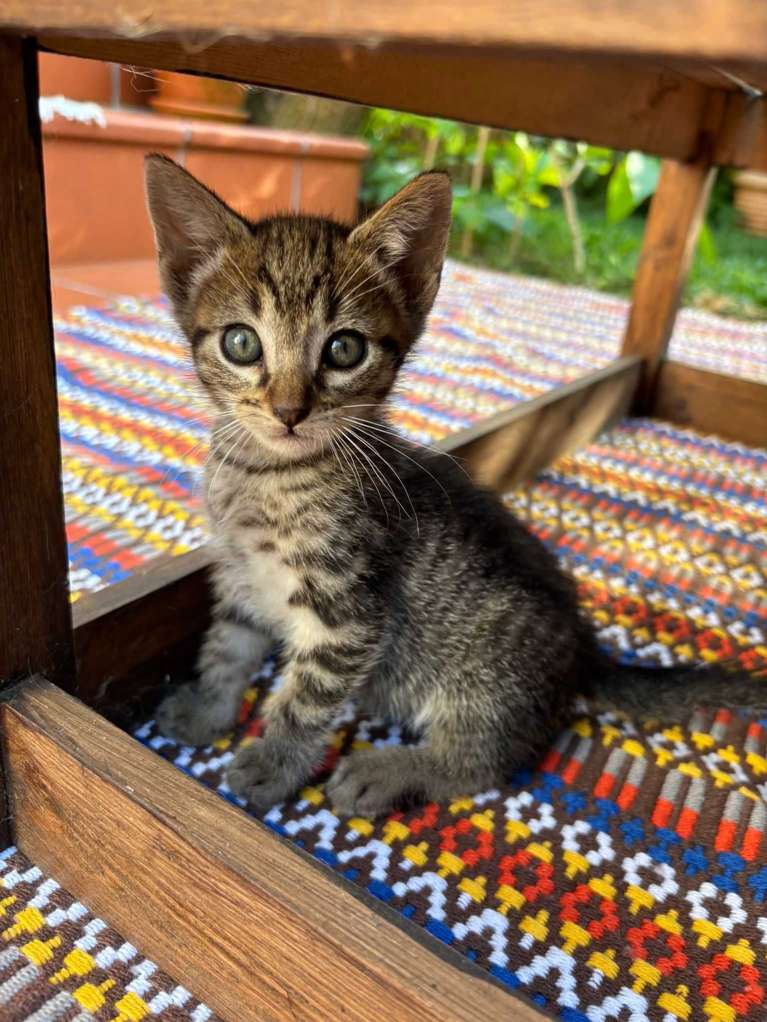 Gatinho para dar