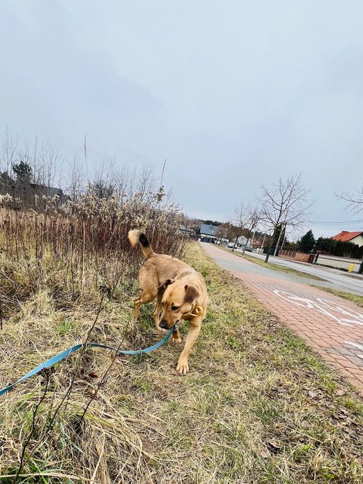 Roczny pies Arczi do adopcji