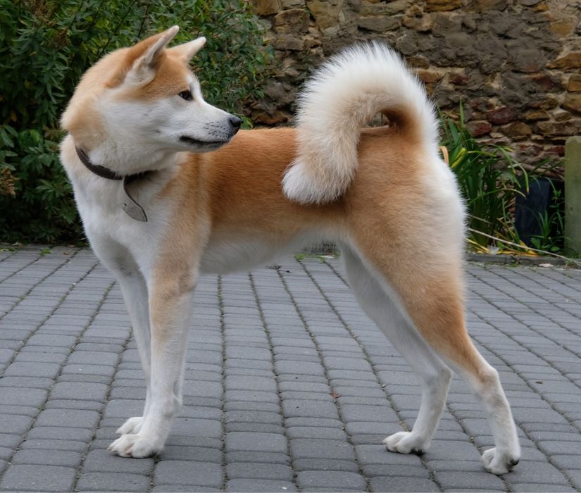 Akita inu akita japońska suczka po Championie Polski