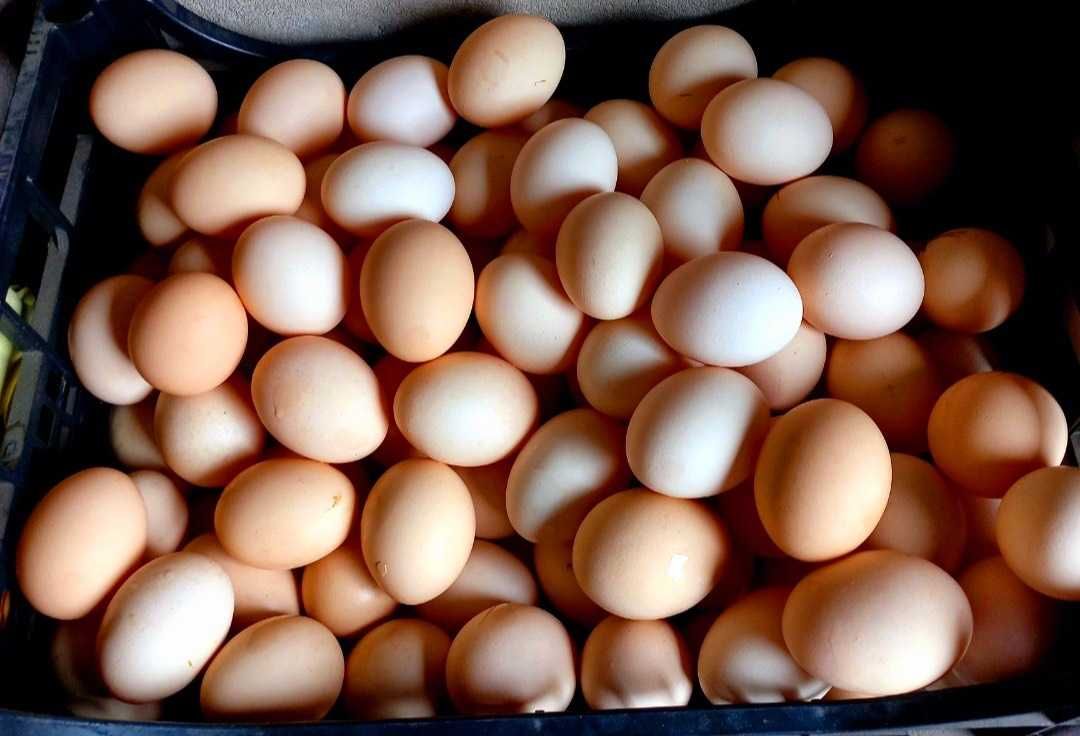 Kury nioski znoszące jaja możliwy transport Leghorn Sonia Rossa Messa