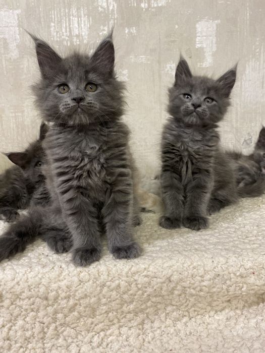 Чистокровные котята  Мейн-кун