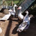 Patos mudos caseiros