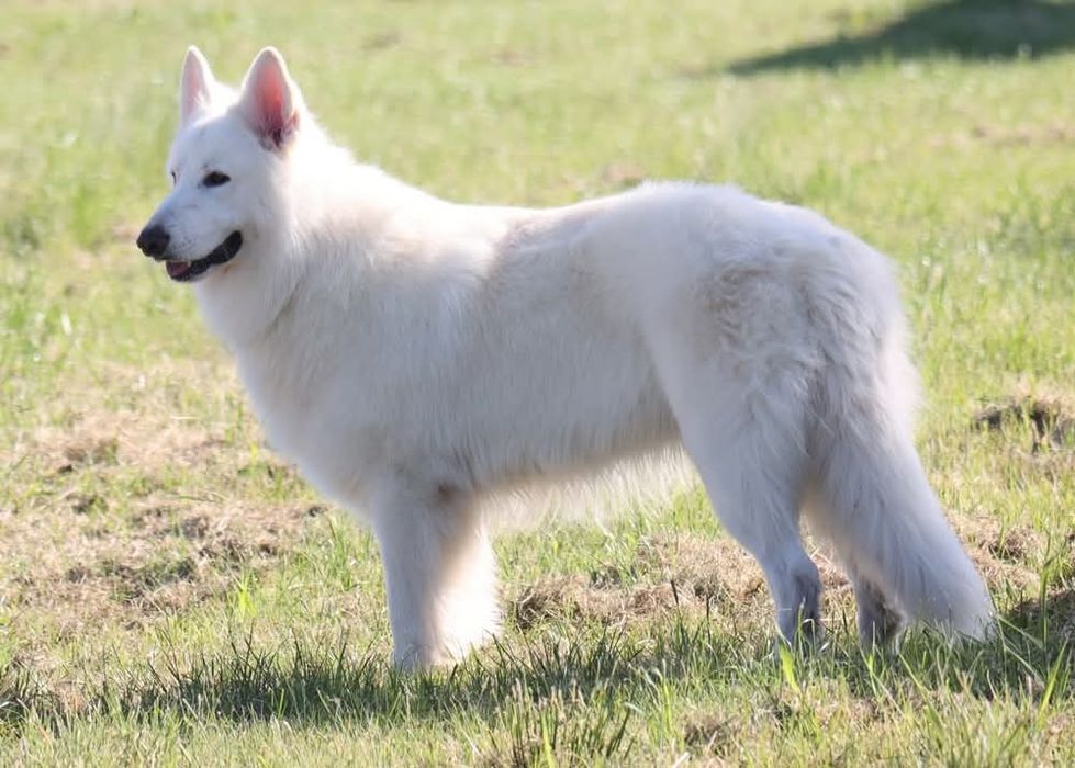 Biały Owczarek Szwajcarski zapowiedź miotu