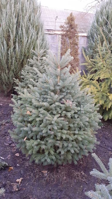 Choinki Bożonarodzeniowe w doniczkach i cięte