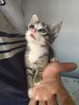 Gatinho 2 meses para Adoção