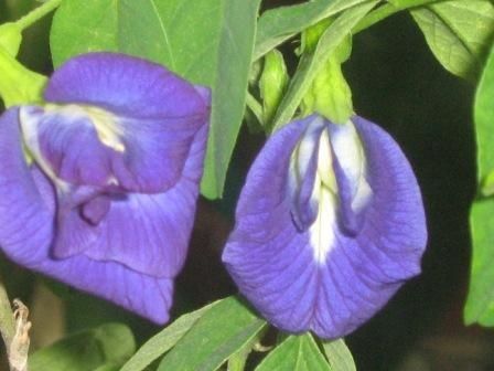 Семена клитории (Clitoria ternatea) домашние