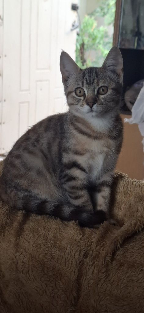 Котенок девочка 4 месяца.
