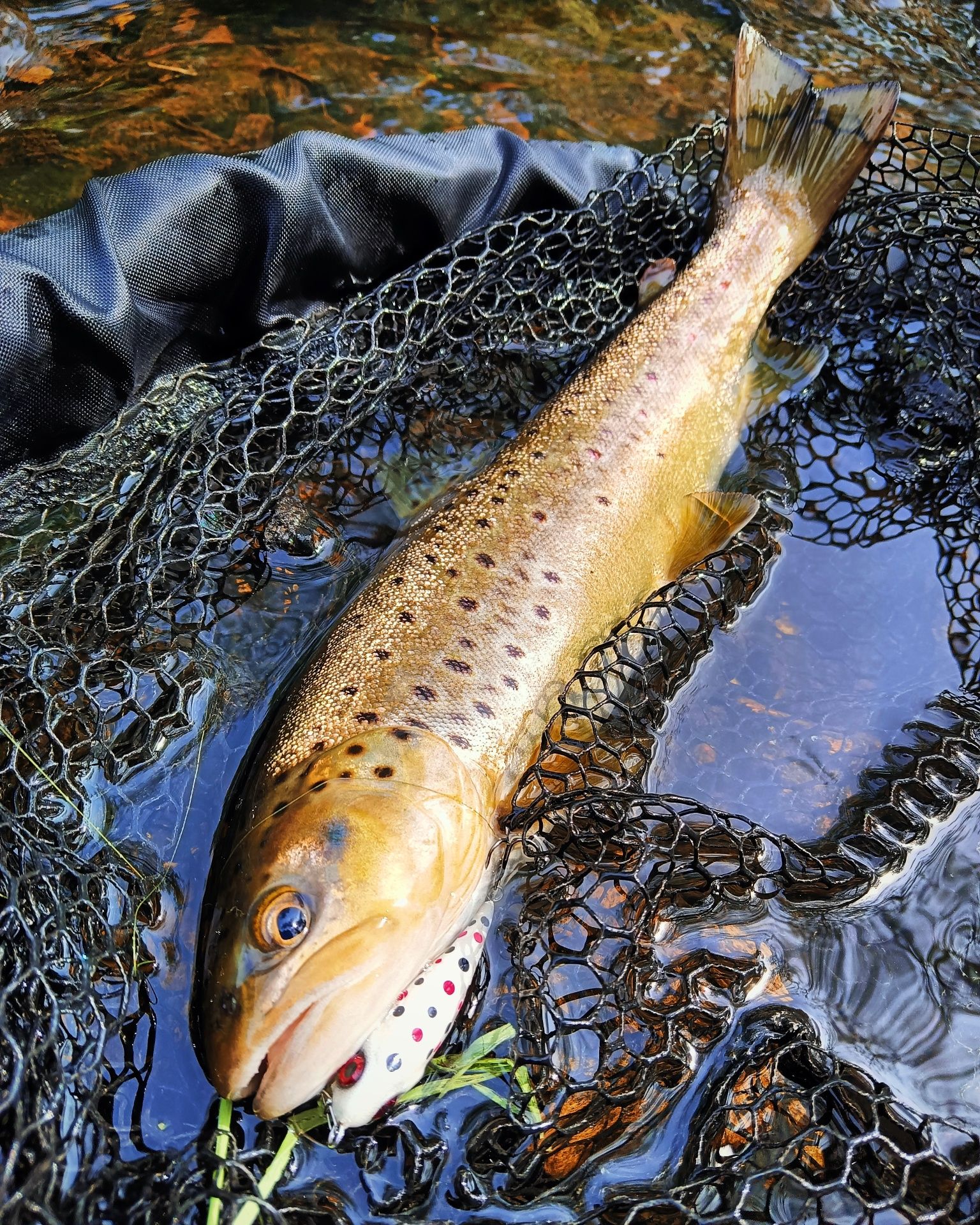 Woblery Pstrągowe 5cm 2.5g LUKI LURES Kotwice BKK