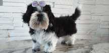 Suczka shih tzu Alis