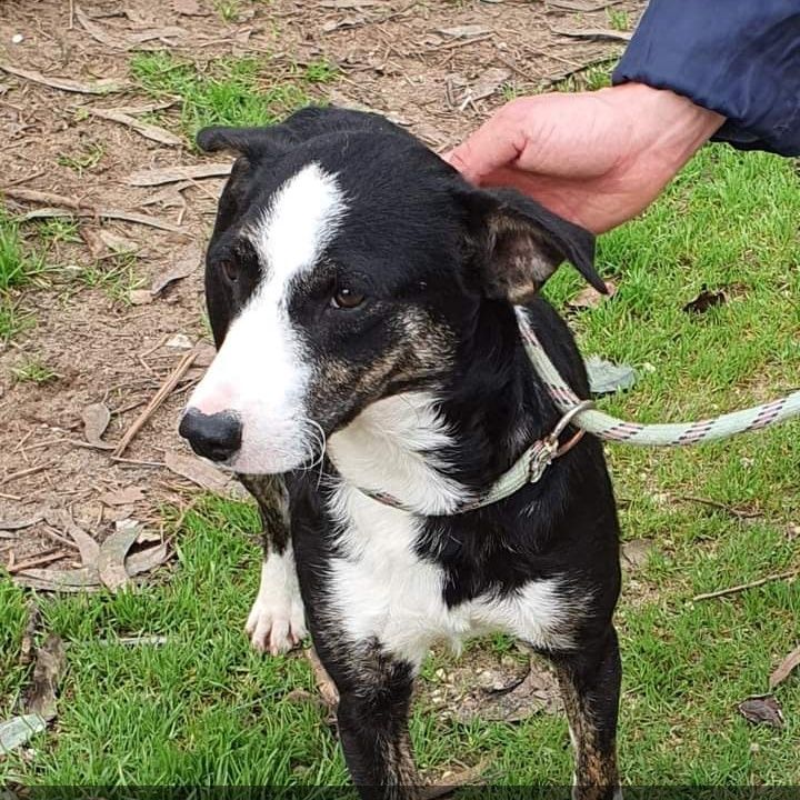 Prada- cachorro de porte pequeno/ médio para adoção