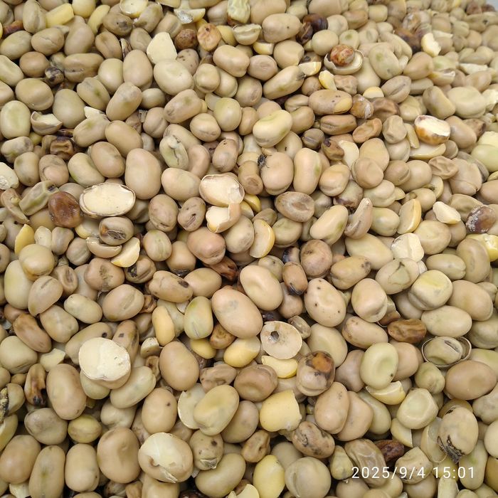 Połówki bobiku na paszę