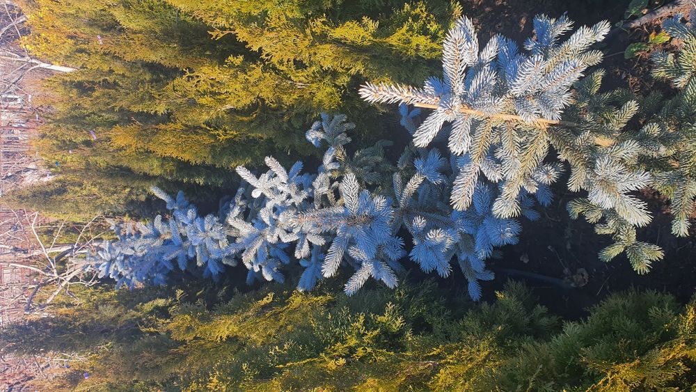 Хупси ель ёлка ялинка голубая