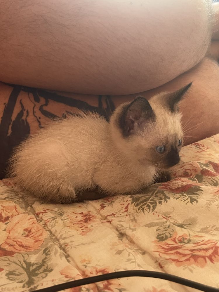 Dá-se gatinha pequena
