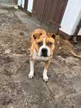 Oluś amstaff do adopcji