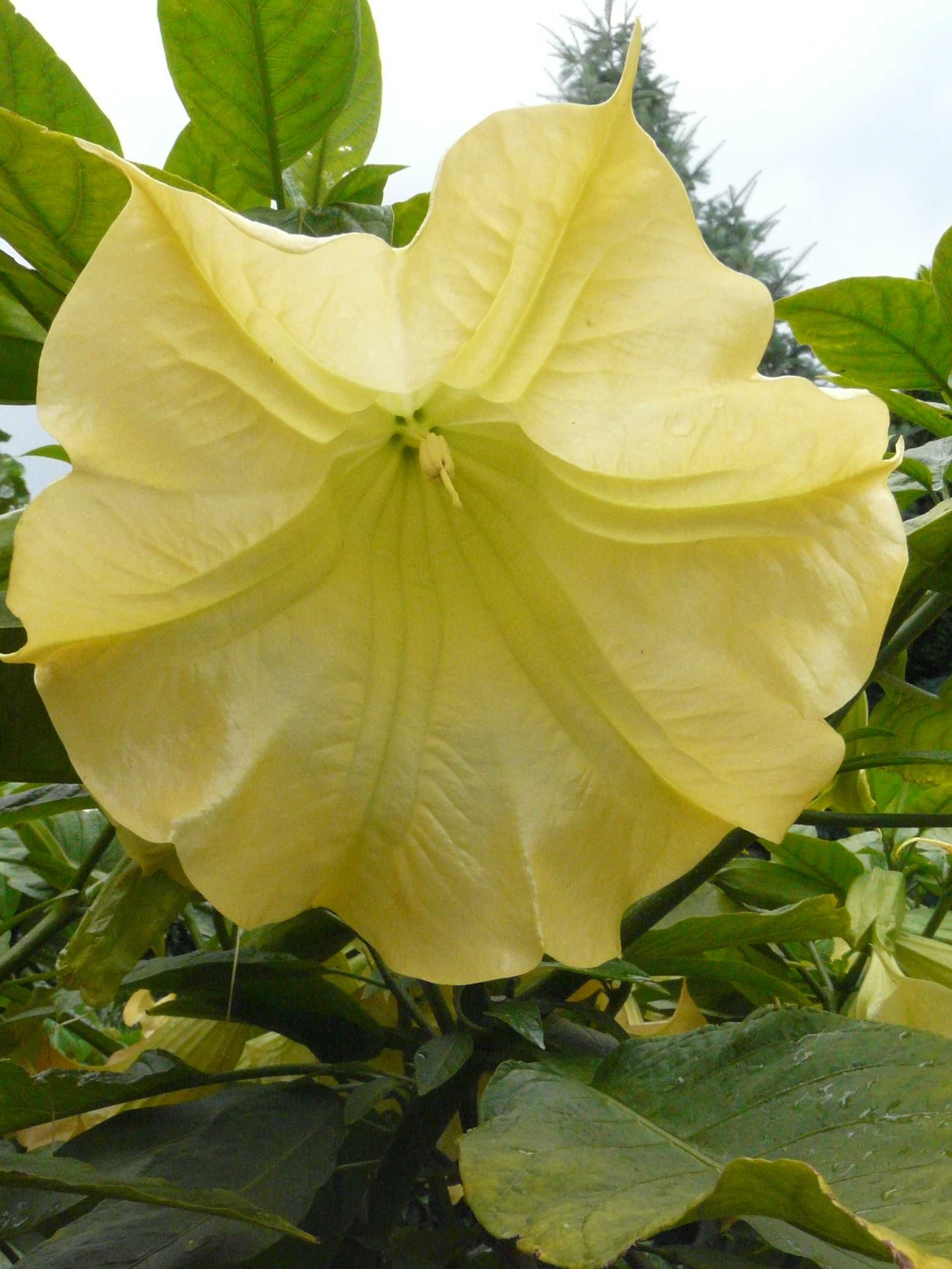 Brugmansja datura Aurea anielskie trąby