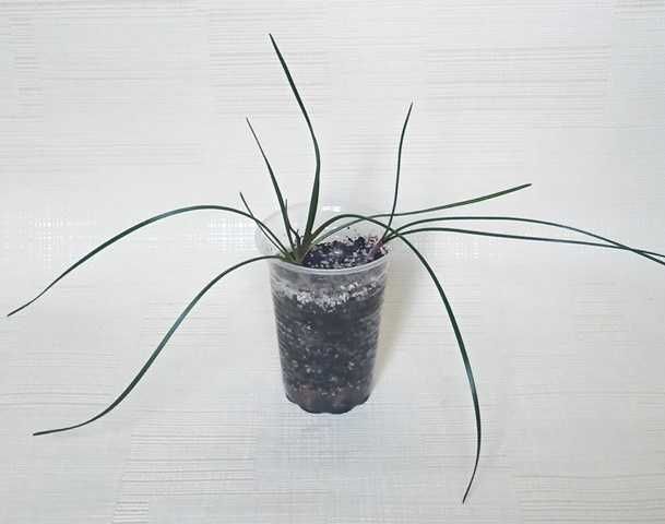 Продам зефірантес сорту candida, по 3 цибулини у вазоні