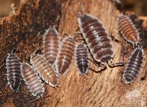 Porcellio hoffmannseggii “chocolate”, wielkie równonogi, isopoda