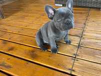 Buldog francuski blue