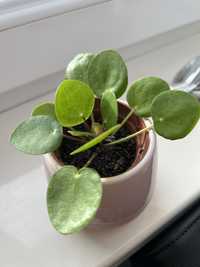 Pilea peperomioides peperonia pieniążek roślina doczniczkowa