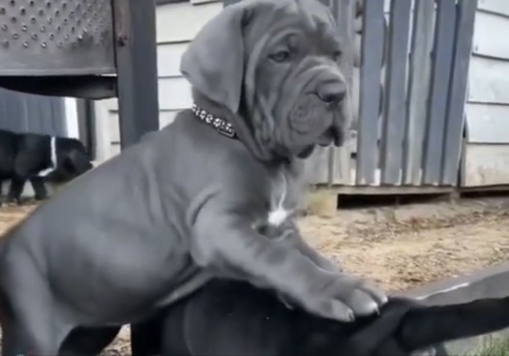 Елітні хлопчики Cane corso-сірого окрасу