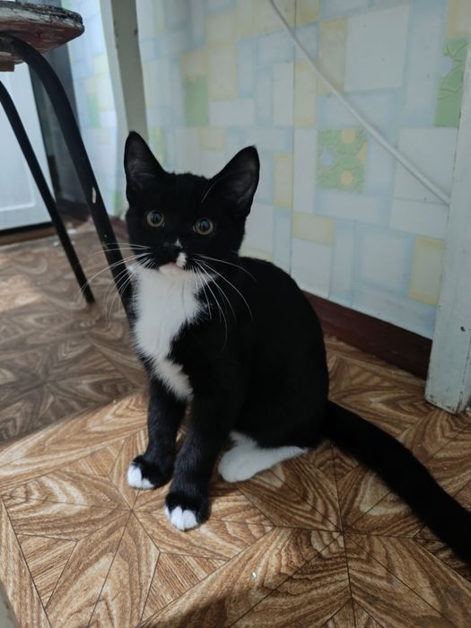 Котенята 3 місяці