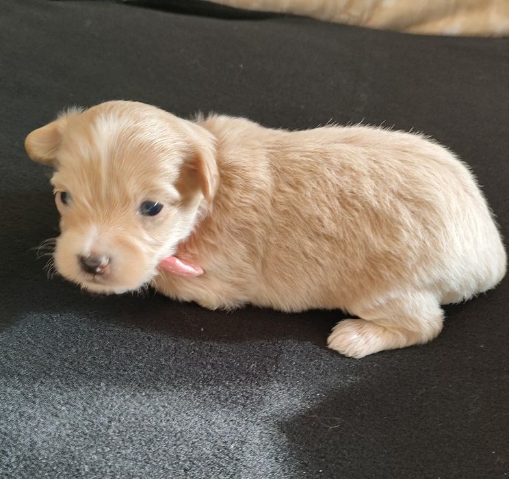 Suczka Maltipoo f1
