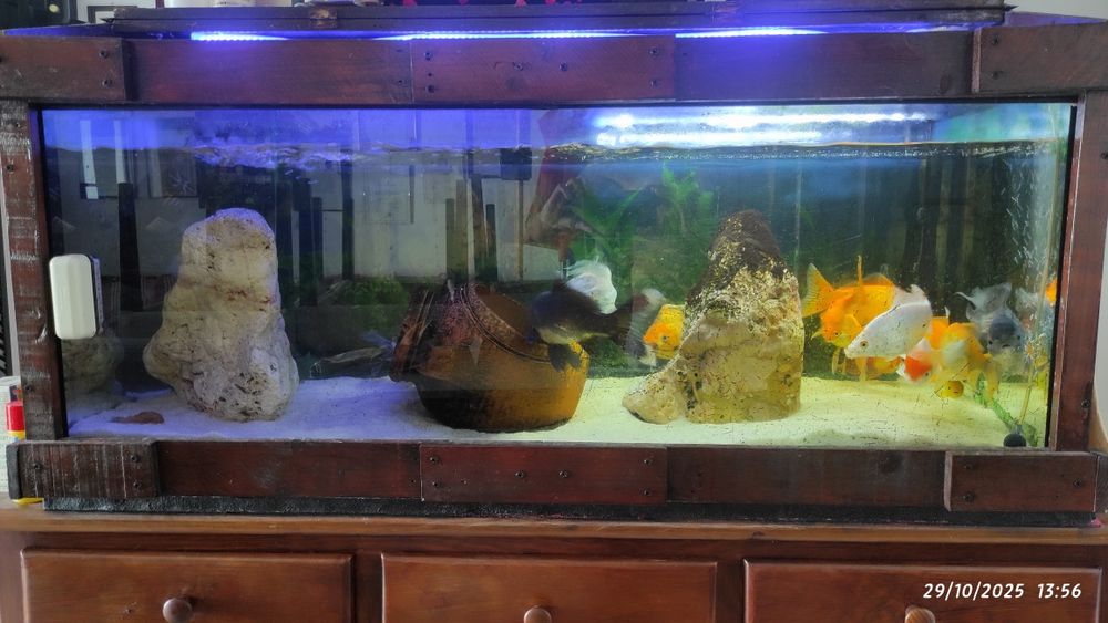Aquário completo