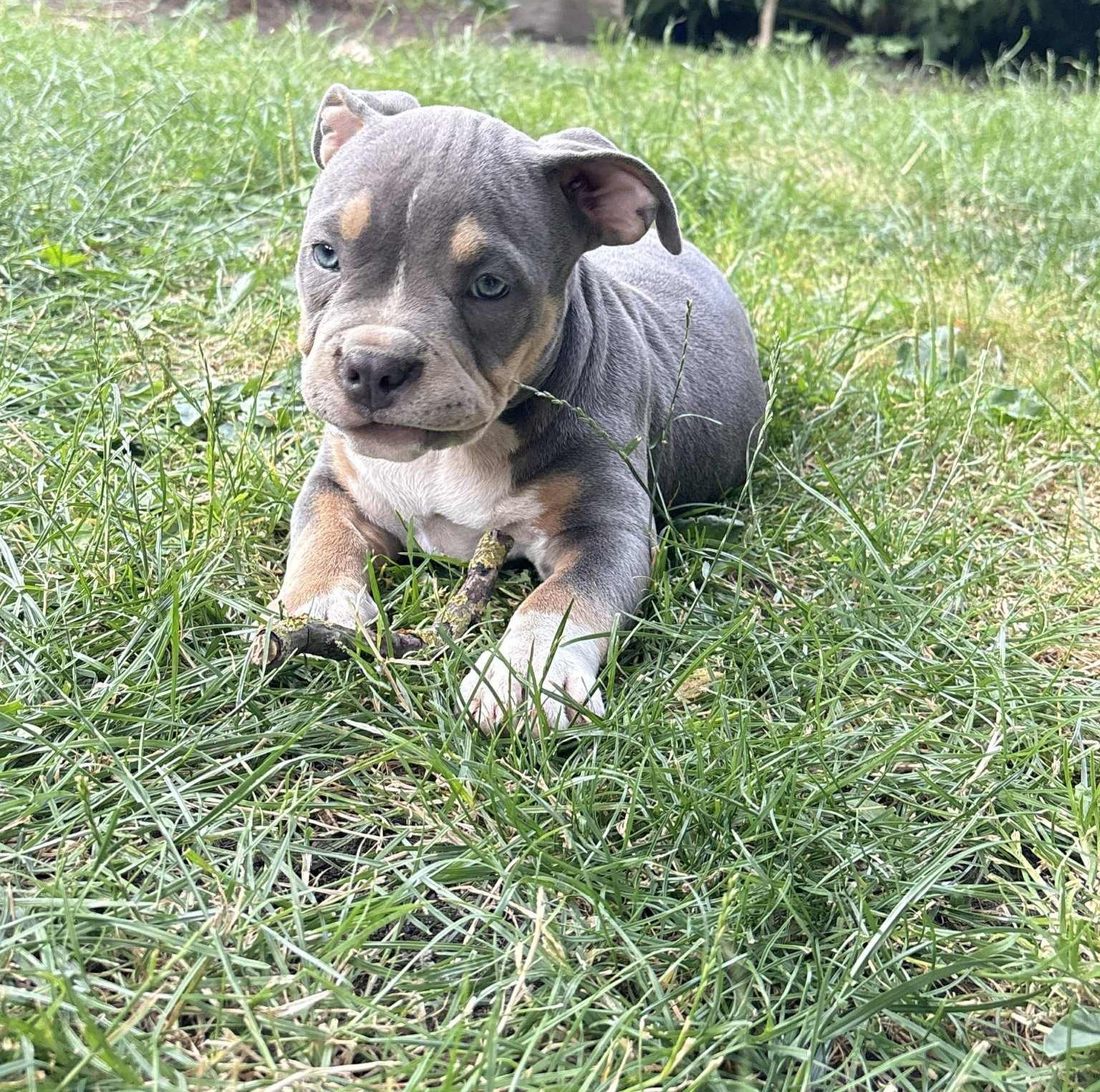 American Bully Standard