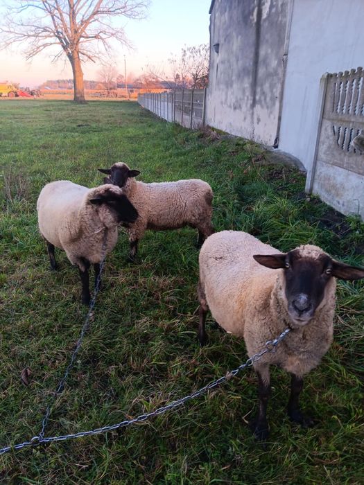 Sprzedam barana czarnogłówkę