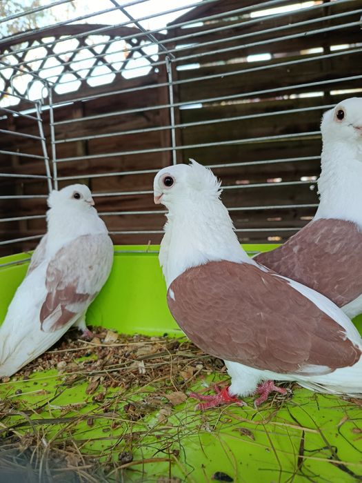 Gołębie ozdobne golab mewka mewki