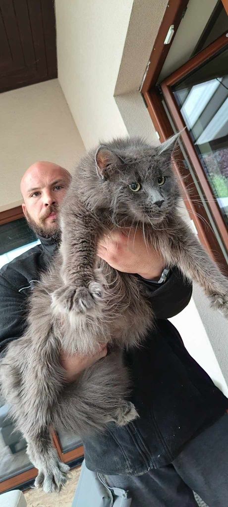 Mainecoon Coon Kocurek Felis Polonia