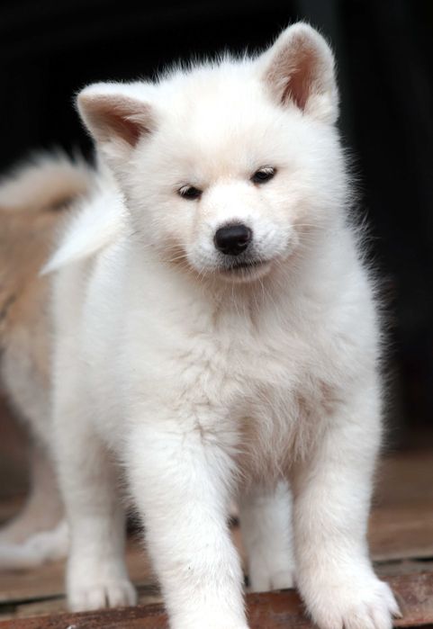Akita japońska, biała suczka , ZKwP / FCI