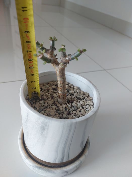 Grubosz drzewko szczęścia