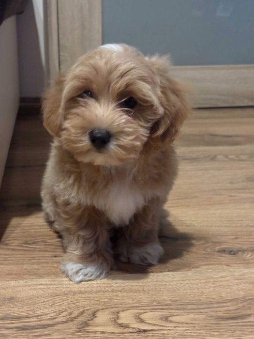 Śliczny piesek rasy Maltipoo