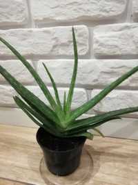 Aloes leczniczy , aloe vera var. Chinensis