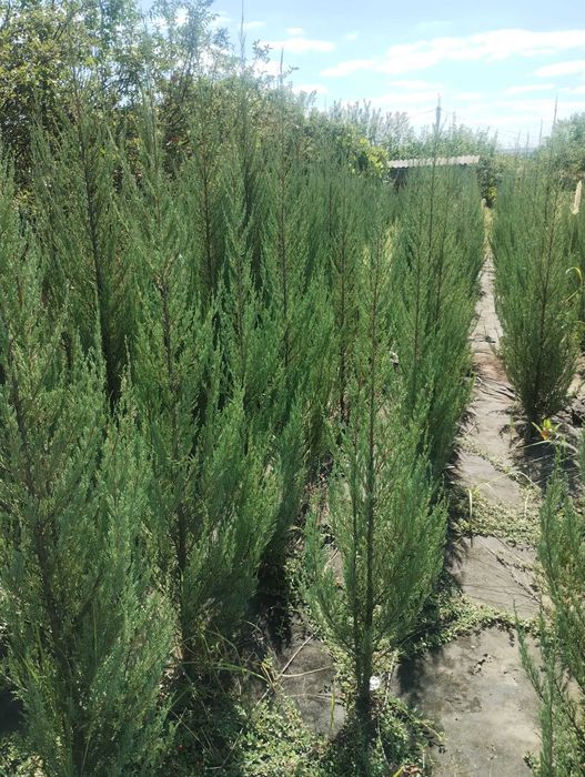 Блу Ерроу можжевельник ялівець Blue Arrow різні розміри в наявності