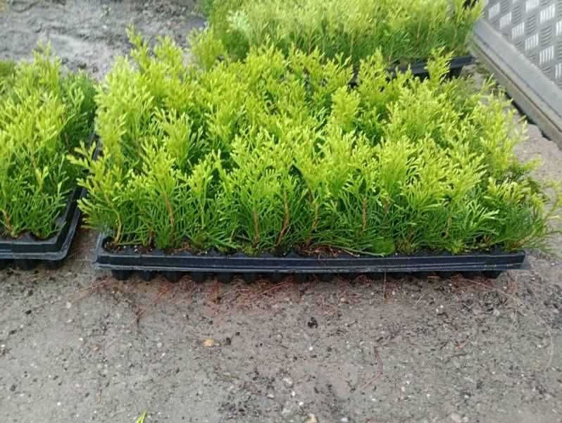 tuja szmaragd, brabant , jałowiec , laurowiśnia