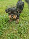 York Yorki Yoreczki