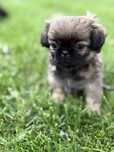 Pies Rasy Pekinczyk