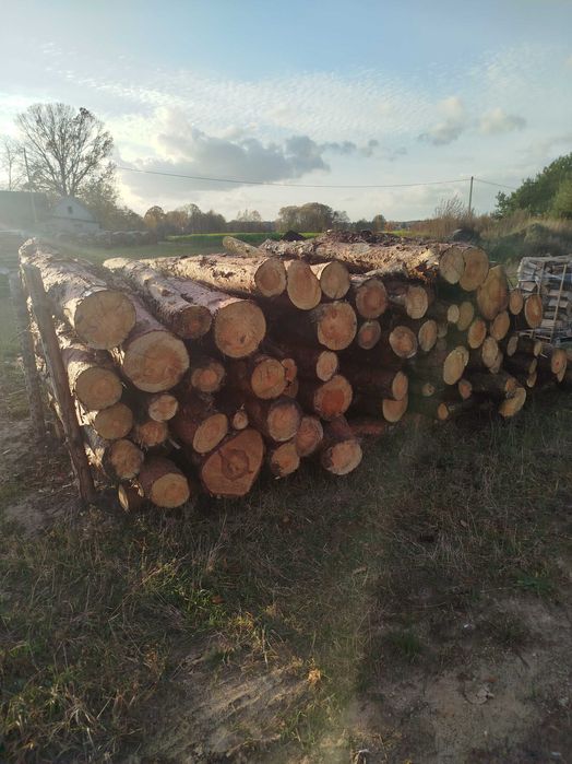 Drewno drzewo opałowe sosna wałki