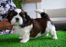 Shih-Tzu śliczny piesek z rodowodem ZKwP /FCI