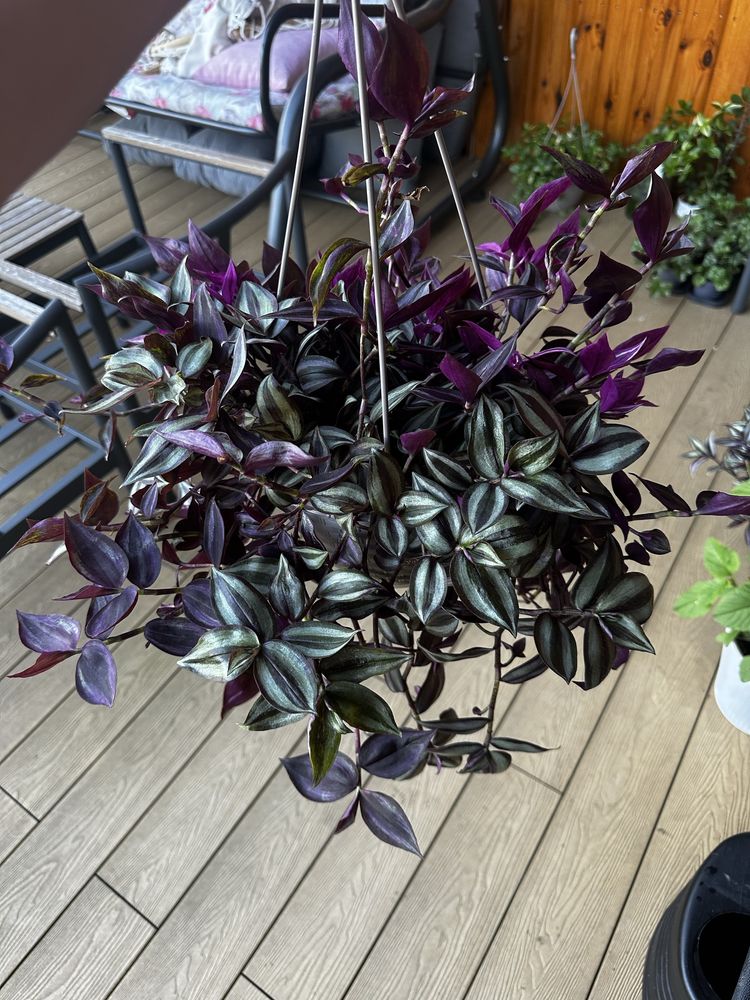 Trzykrotka tradescantia pasiasta fioletowa zebrina duża, 2 odmiany