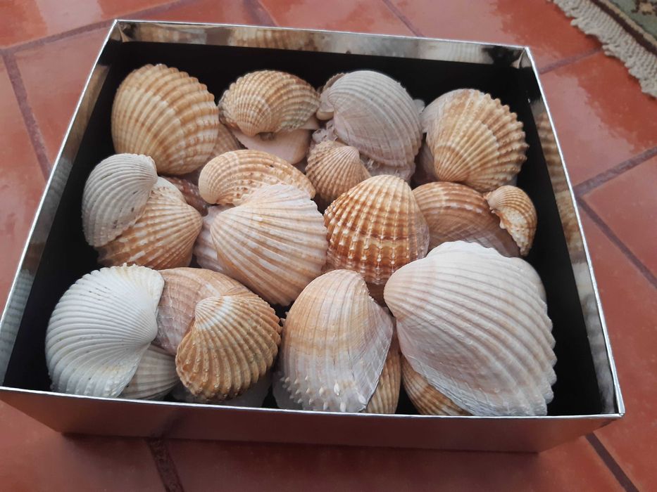 Caixa cheia de conchas grandes