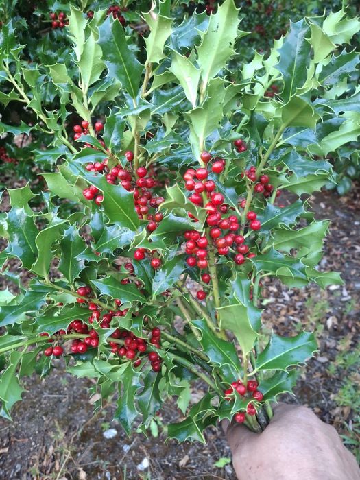 Azevinho natural para arranjos florais