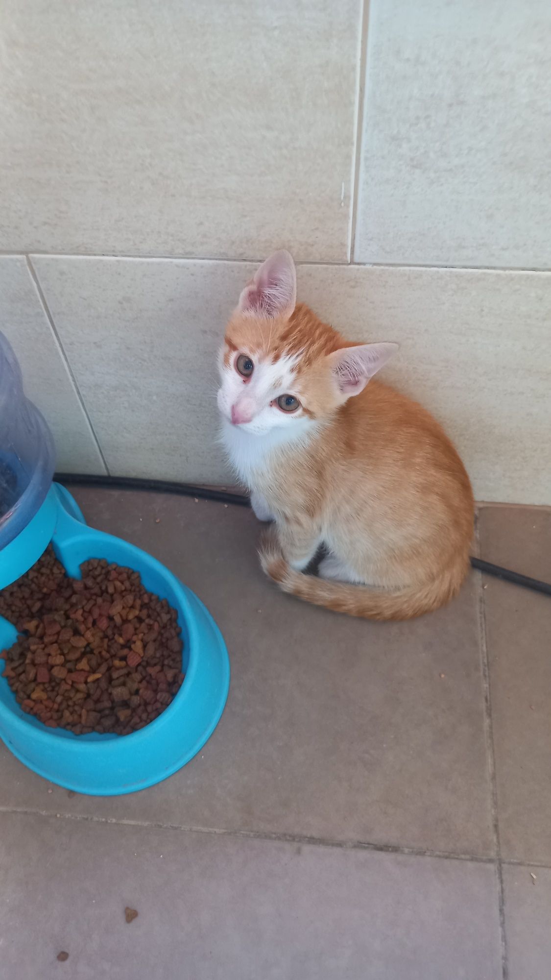 Gatinho para adopção  com dois meses.