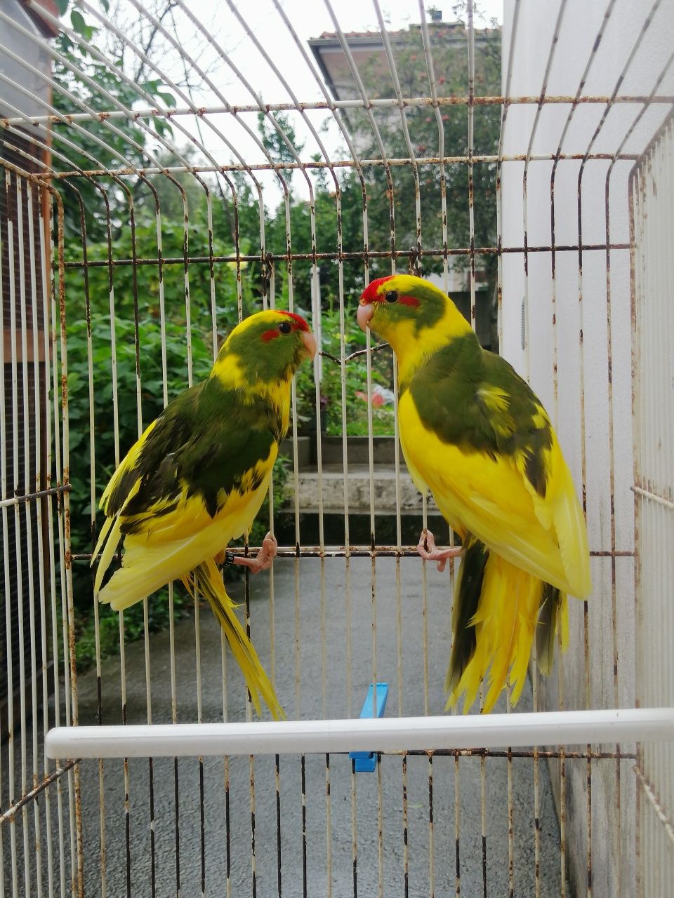 Kakarikis malhados